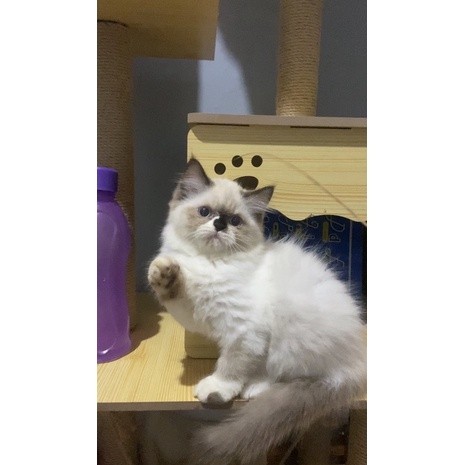 KUCING KITTEN RAGDOLL SIMETRIS BLUE EYES