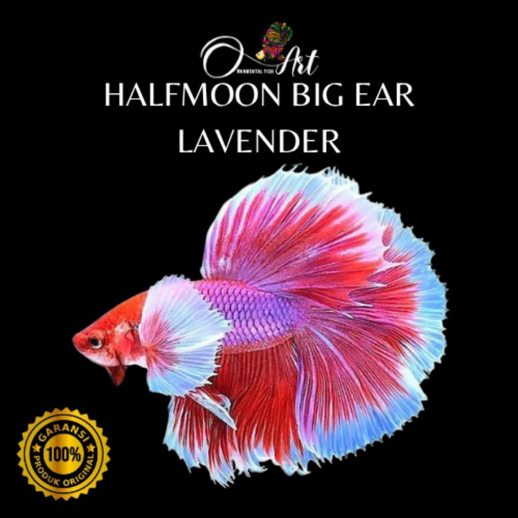 Ikan Cupang Halfmoon Big Ear Lavender Jantan Size S-M Random Hiasan Aquarium
