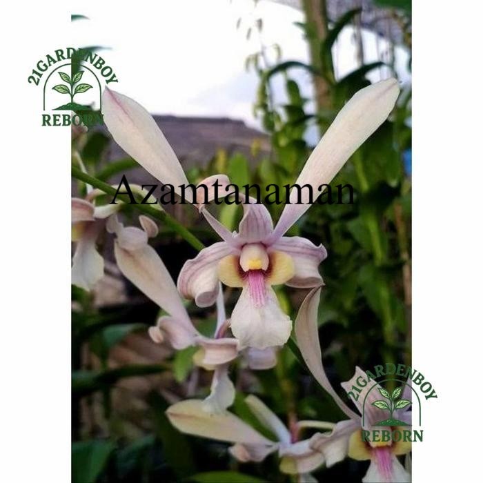 (PROMO MURAH)  Anggrek Dendrobium Capung Kalimantan Remaja .