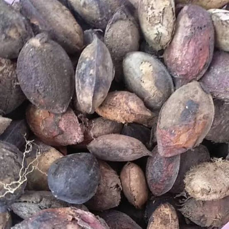 biji ketapang laut kering 1kg pakan burung