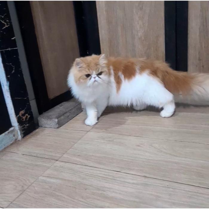 Kucing persian peaknose betina 9 bln