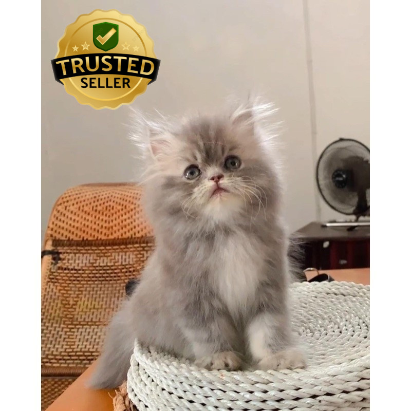 KUCING PERSIA FLATNOSE BRITISH HIMALAYA PEAKNOSE