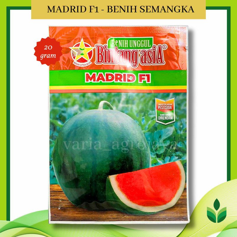 Benih Bibit Semangka Madrid F1 - Bintang Asia