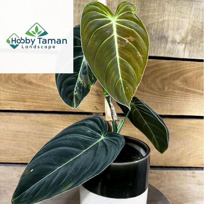 tanaman Philodendron melano - tanaman hias Philodendron melano