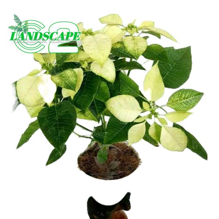 tanaman kastuba putih - tanamanhias kastuba putih - kastuba putih