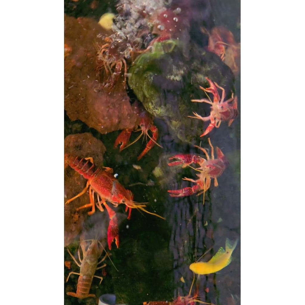 mainan Lobster merah air tawar hiasan aquarium