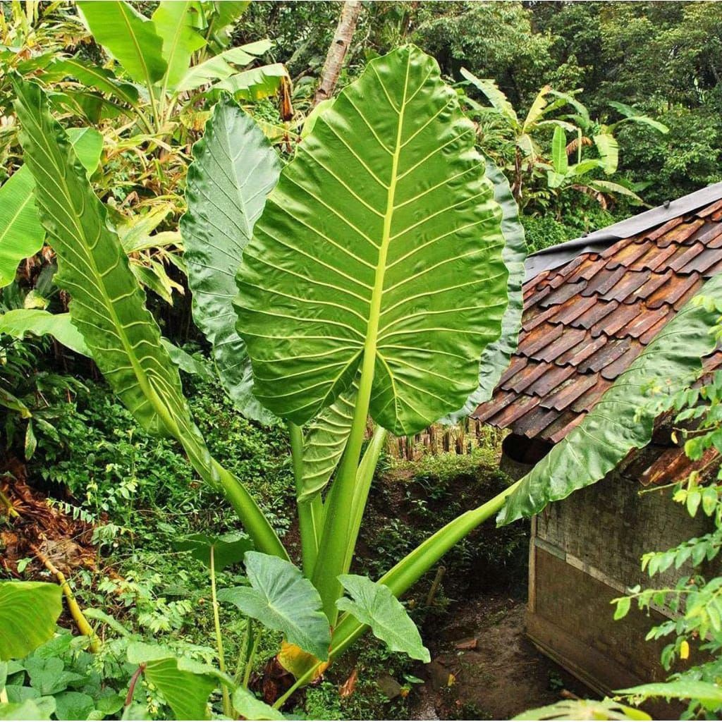 Bibit Anakan Pohon Sente Hijau/Lompong Super Unggul