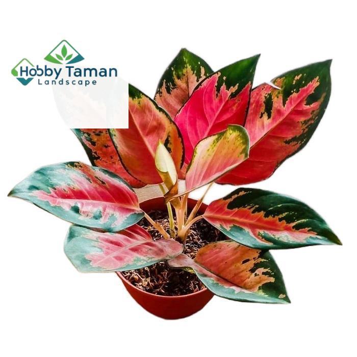 aglonema red kochin dewasa , aglonema kochin Tanaman Hias Daun