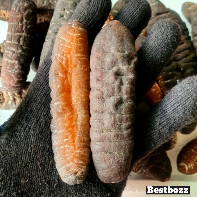 HAISOM SUPER BANGKA BELITUNG KERING PER EKOR BERKUALITAS BESAR TEBAL DAN KENYAL COCOK UNTUK RESTORAN