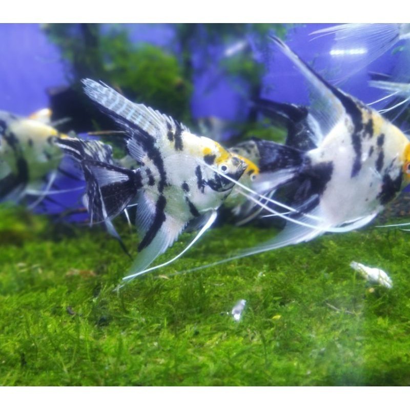 IKAN HIAS MANFISH TRICOLOR ( PAKET ISI 5 ) TERMURAH BISA COD