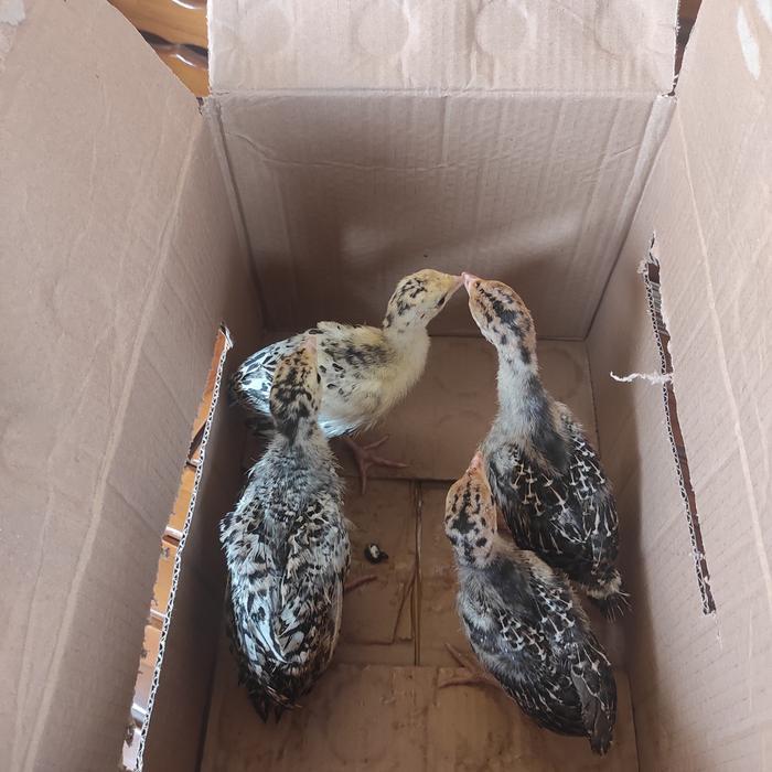 Ayam Kalkun Anakan super sehat lincah aktif Garansi Asli