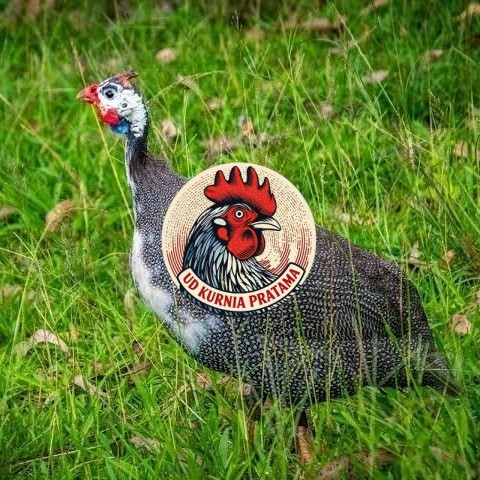 Telur ayam mutiara / telur ayam hias / telur fertil siap cod UD KURNIA PRATAMA