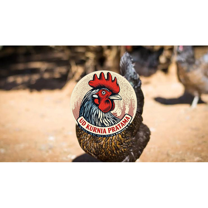 TELUR FERTIL AYAM KUB AYAM MULTIGUNA INDUKAN TERSELEKSI UNTUK DI TETASKAN UD KURNIA PRATAMA