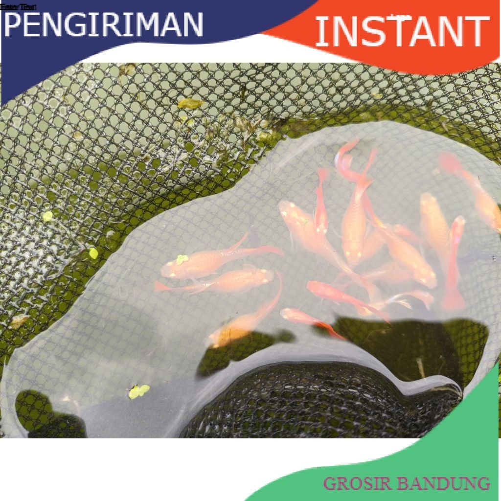 ikan hias guppy oranye per ekor GROSIR BANDUNG