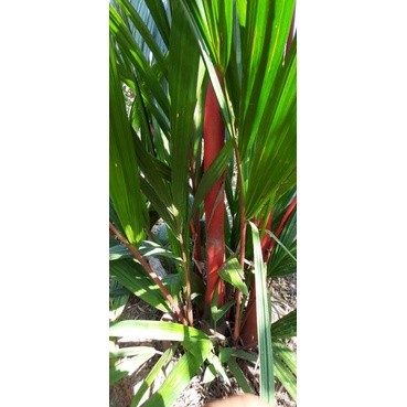 Palem Merah Pinang Merah Tinggi 2 -3 Meter  Purworejo