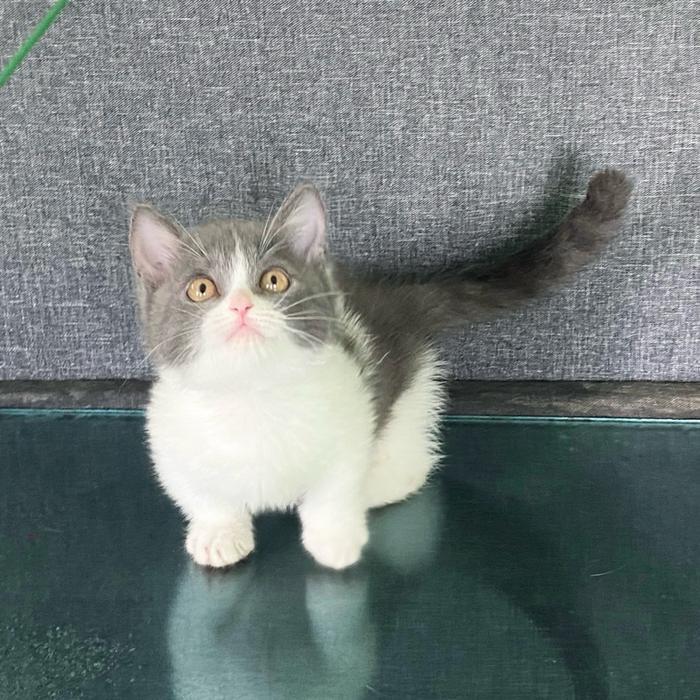 Munchkin British Shorthair Abu Putih Kucing Imut dengan Bulu Lembut dan Mata Kuning Ideal untuk Peci