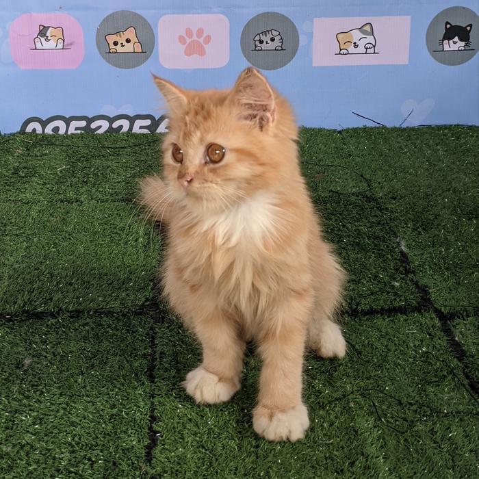 kucing persia jantan