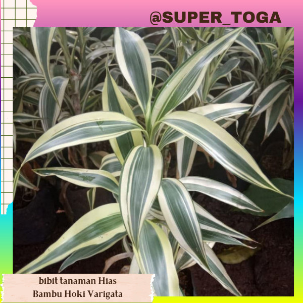 promo bibit bambu hoki varigata putih bibit bambu sri rejeki bibit bambu cina bibit bambu rejeki var