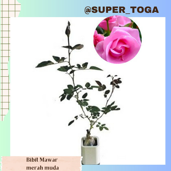 bibit bunga Mawar Pink bibit mawar pink bibit bunga mawar merah muda bibit mawar merah muda