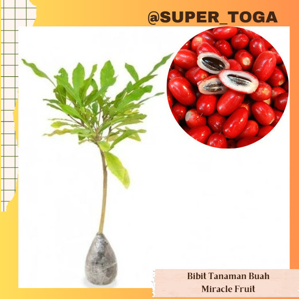 MIRACLE FRUIT bibit buah ajaib bibit miracle Fruit cepat berbuah