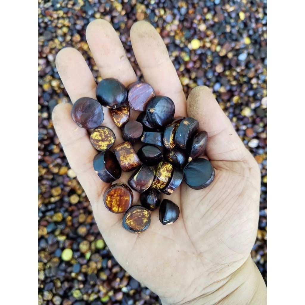 500gr Kabau Habo Jolang Jaling Terlaris