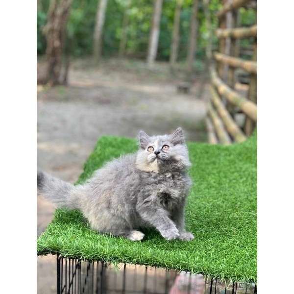kucing Persia kitten longhair