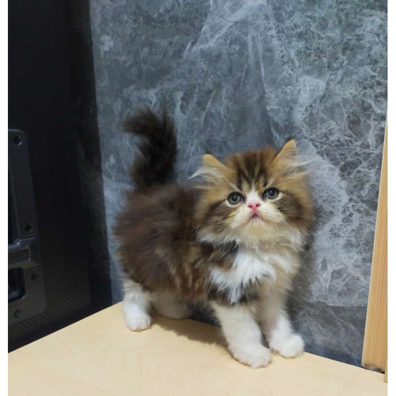 kucing Persia norwegian