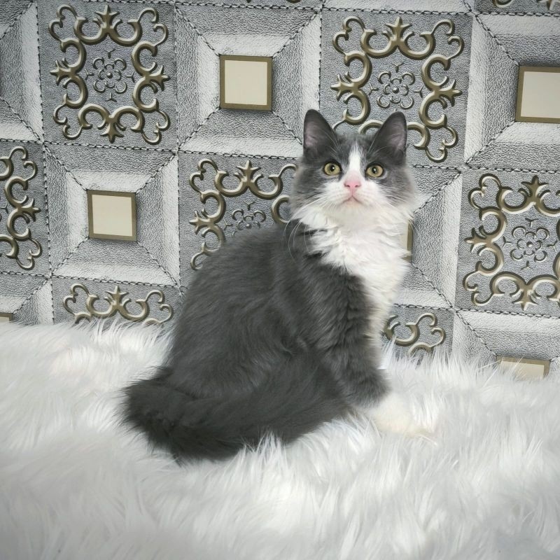 Kucing Persia Anggora Himalaya Ragdoll Kitten