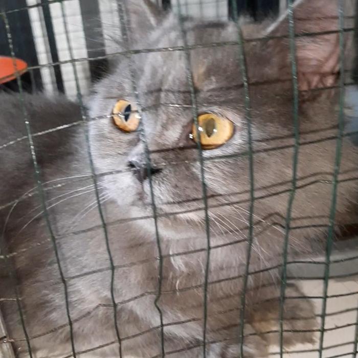 open adopt kucing persia mix bsh, gen Persianya lebih byk warna abu solid, hidung sedikit pesek, lon