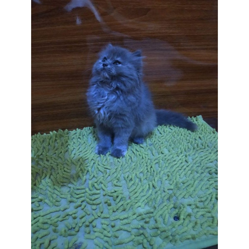 kucing Persia maincone norwegian bigbone