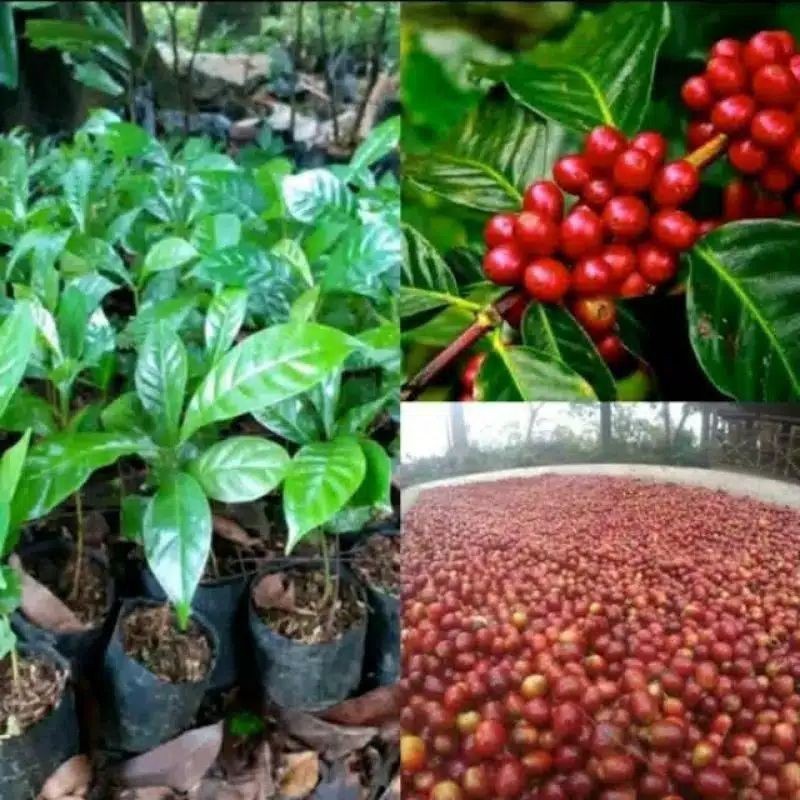 Bibit kopi arabika asli siap tanam