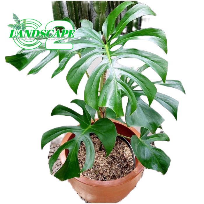 monstera king - tanamanhias monstera king - tanaman monstera king - tanaman monstera Pupuk