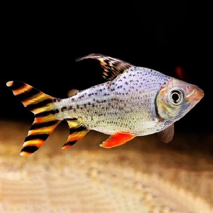 American Flagtail / Red Feifeng [ RFF ]
