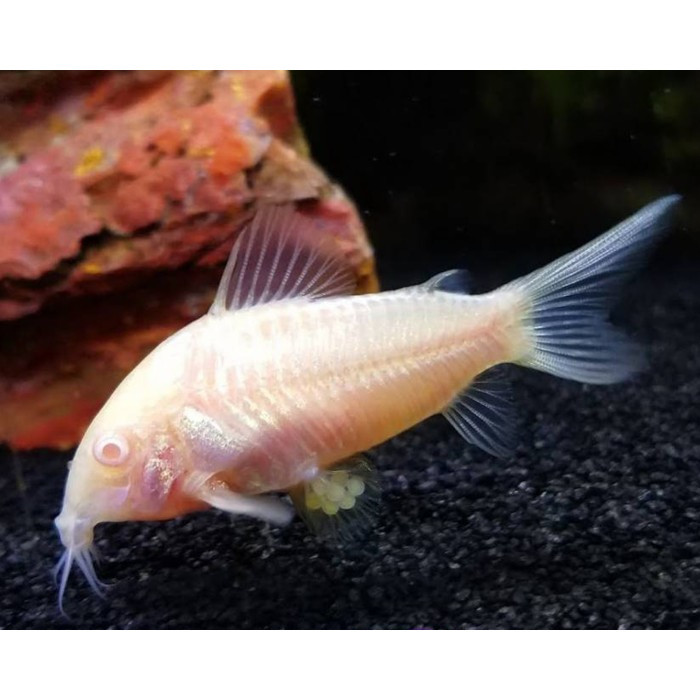 Corydoras Albino / Algae eater / Algaeater / Pembersih Aquascape