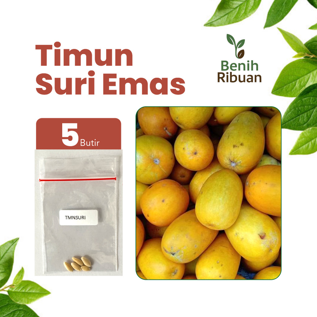 BENIH RIBUAN - Benih Timun Suri Unggul, Bibit Timun Suri Emas Super Bibit Timun Mudah Tumbuh