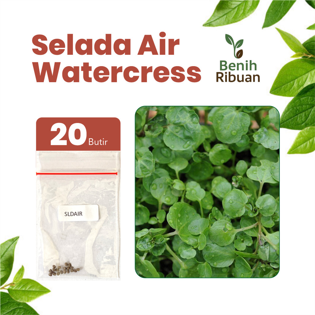 BENIH RIBUAN - Benih Selada Air Watercress Unggul, Bibit Super Selada Air Bibit Mudah Tumbuh