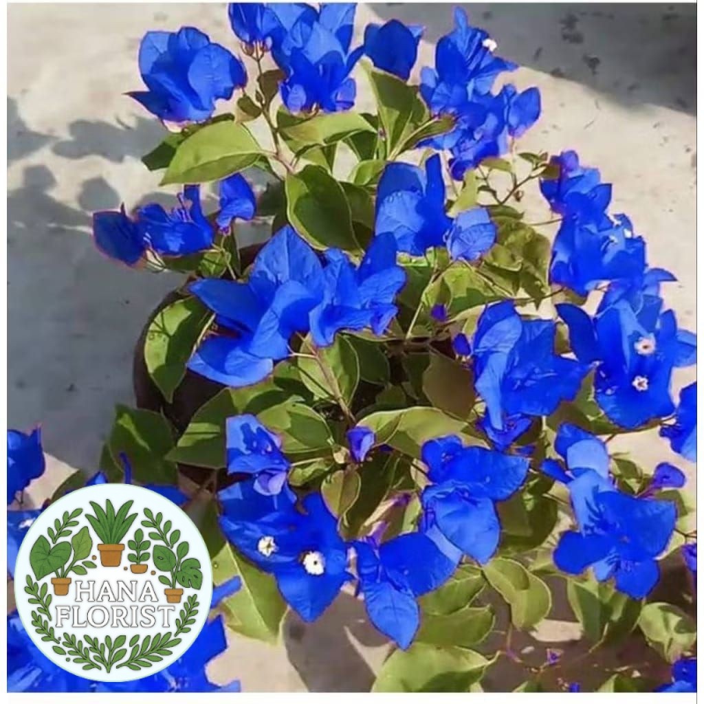 PROMO BOUGENVILLE BUNGA KERTAS WARNA BIRU - BUGENVIL SIAP TANAM