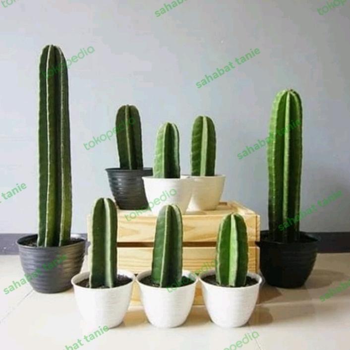 kaktus koboi hidup tinggi 35cm - tanaman kaktus koboi