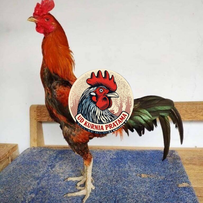 Telur ayam bangkok pama mangon petarung fertil asli UD KURNIA PRATAMA