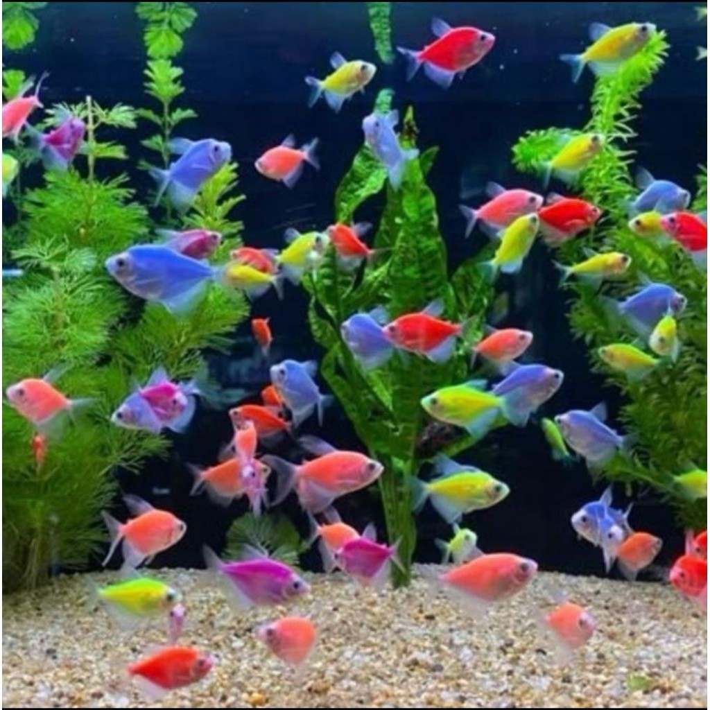 Ikan Hias Tetra Gloofish Warna-Warni 10 Ekor - Akuarium GLOFISH Menawan