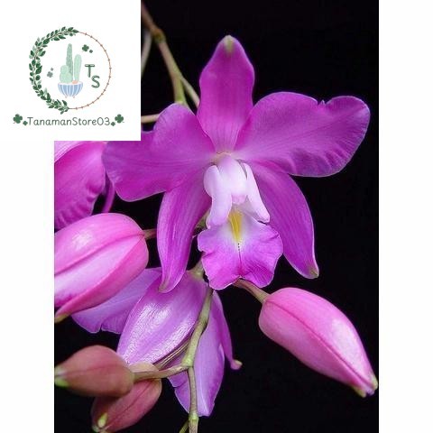 Anggrek Dendrobium Laelia