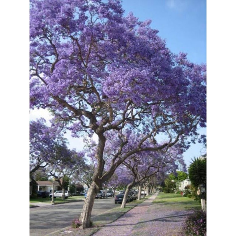 Bibit Pohon Tabebuya Ungu Penghijauan | Termurah Bibit Tabebuya Ungu | Terlaris Bibit Bunga Tabebuya