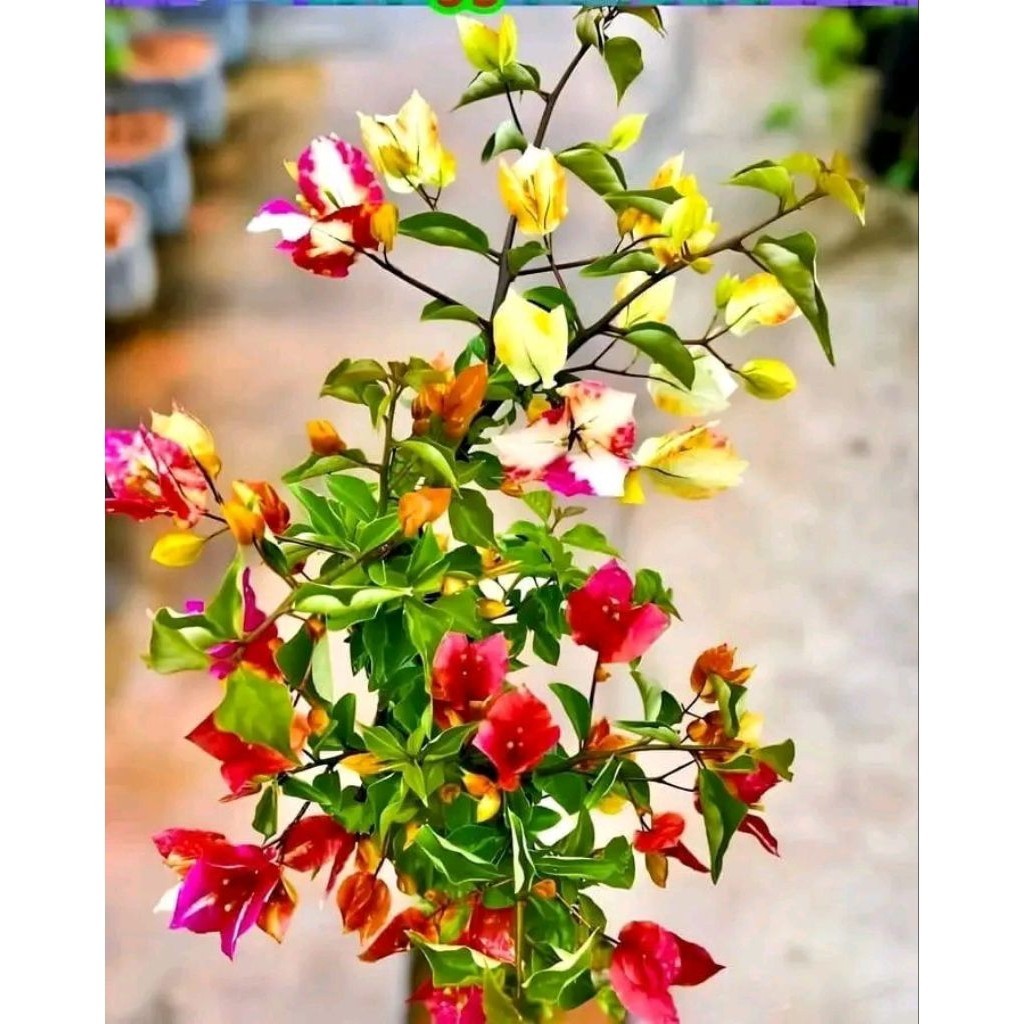 tanaman hias bugenvil lokal bunga warna warni cantik