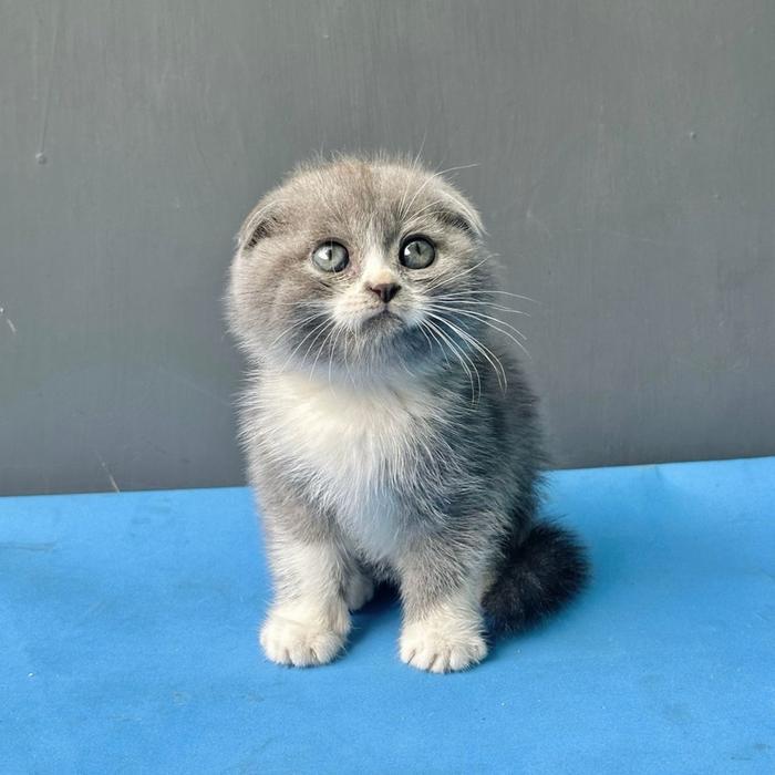 Mainan kucing scottish fold bicolour blue line ped