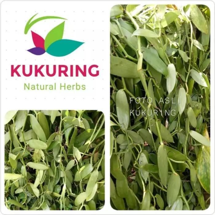 Bibit Vanili Planifolia 1 Meter / stek meteran lebih cepat berbuah - 50 cm