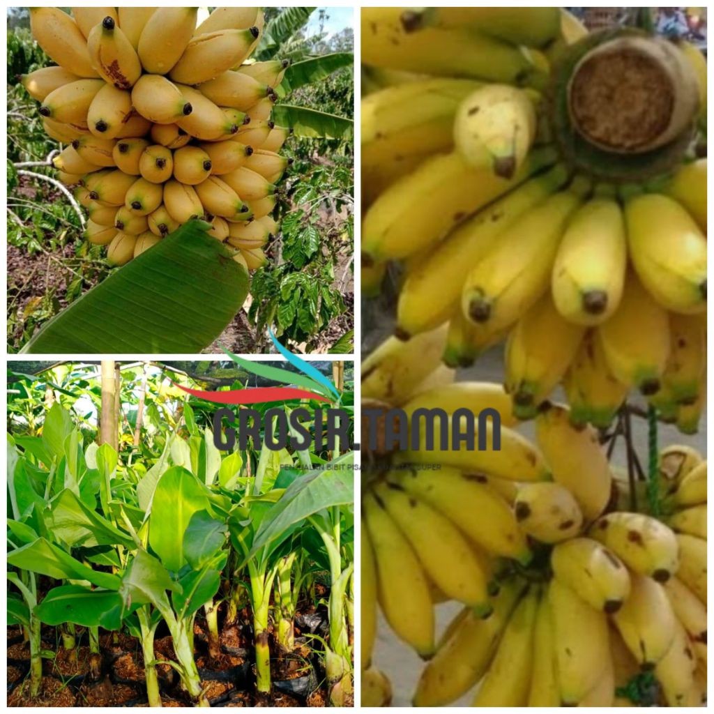 Bibit Pisang Ambon Kuning ~ Kualitas Super Anakan Pisang Ambon Kuning