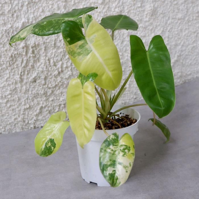 BREKELE VARIGATA / TANAMAN HIAS BREKELE VARIGATA / BURLE MARX