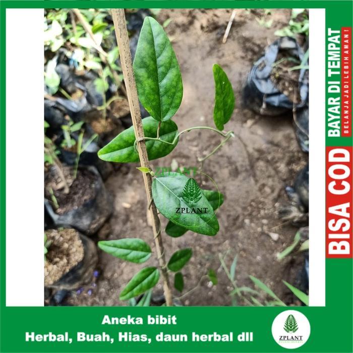 Bibit Tanaman Cincau Jelly Bibit Cincau Hijau Rambat Pohon Cincau Jely Cingcau Jeli Cincau Rambat
