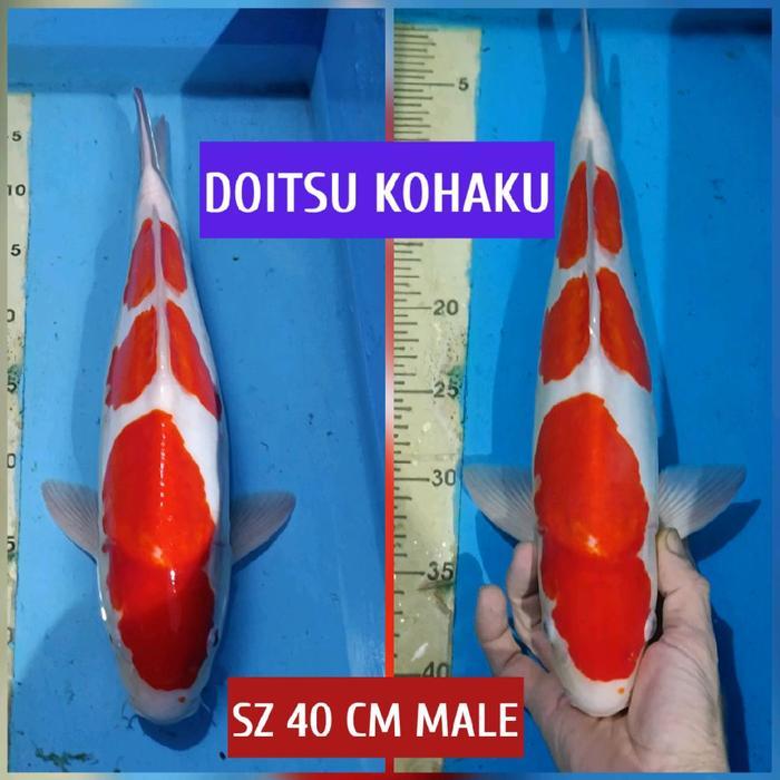 koi blitar kohaku DOITSU ready chagoi karasi showa goshiki