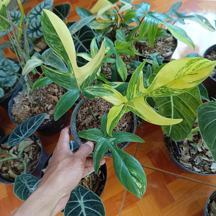 tanaman hias philodendron florida beauty variegata - florida ghost